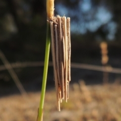 Clania lewinii & similar Casemoths (Parallel stick Case Moths) at Bonython, ACT - 8 Nov 2014 by MichaelBedingfield