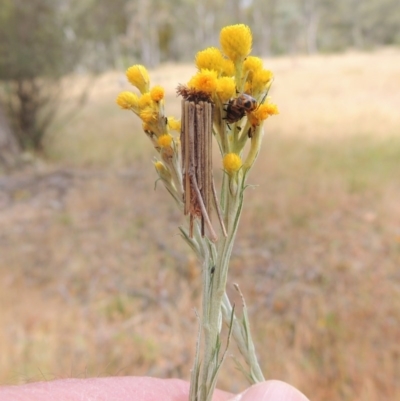 Clania lewinii (Lewin's case moth) at Tuggeranong Hill - 17 Nov 2014 by michaelb