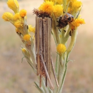 Clania lewinii & similar Casemoths at Conder, ACT - 17 Nov 2014