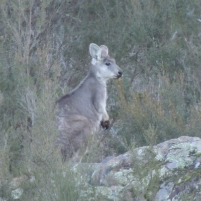 Osphranter robustus robustus (Eastern Wallaroo) at Molonglo Valley, ACT - 2 Aug 2017 by michaelb