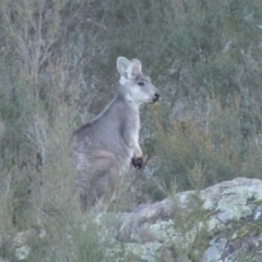 Osphranter robustus (Wallaroo) at Molonglo Valley, ACT - 2 Aug 2017 by michaelb