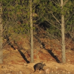 Osphranter robustus robustus (Eastern Wallaroo) at Molonglo Valley, ACT - 2 Aug 2017 by michaelb