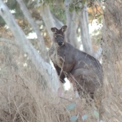 Osphranter robustus robustus (Eastern Wallaroo) at Denman Prospect, ACT - 2 Aug 2017 by michaelb