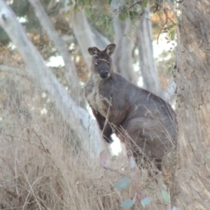 Osphranter robustus robustus at Molonglo River Reserve - 2 Aug 2017