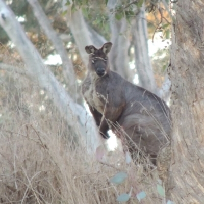 Osphranter robustus (Wallaroo) at Molonglo River Reserve - 2 Aug 2017 by michaelb