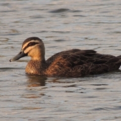 Anas superciliosa (Pacific Black Duck) at Molonglo River Reserve - 1 Aug 2017 by michaelb