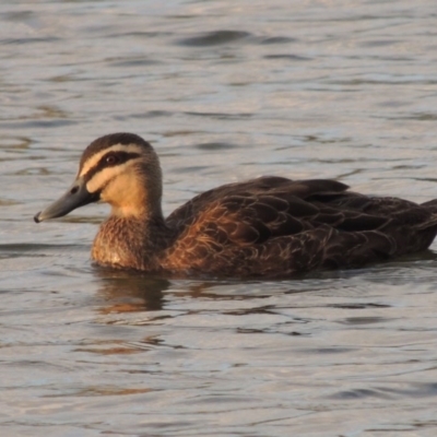 Anas superciliosa (Pacific Black Duck) at Molonglo River Reserve - 1 Aug 2017 by michaelb