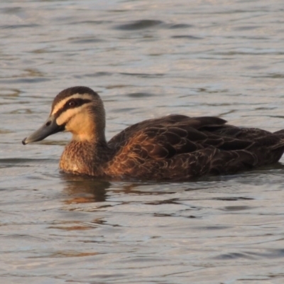 Anas superciliosa (Pacific Black Duck) at Molonglo Valley, ACT - 2 Aug 2017 by MichaelBedingfield