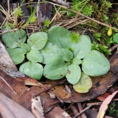 Diplodium truncatum (Little Dumpies, Brittle Greenhood) at Mount Majura - 17 Aug 2017 by petersan