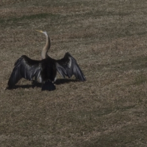 Anhinga novaehollandiae at Ngunnawal, ACT - 18 Aug 2017 09:24 AM