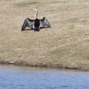 Anhinga novaehollandiae at Ngunnawal, ACT - 18 Aug 2017 09:24 AM