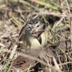 Acanthiza chrysorrhoa (Yellow-rumped Thornbill) at Holt, ACT - 16 Aug 2017 by Alison Milton