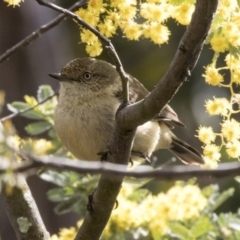 Acanthiza reguloides (Buff-rumped Thornbill) at Woodstock Nature Reserve - 16 Aug 2017 by Alison Milton