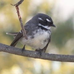 Rhipidura albiscapa (Grey Fantail) at Belconnen, ACT - 17 Aug 2017 by AlisonMilton