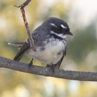 Rhipidura albiscapa (Grey Fantail) at Woodstock Nature Reserve - 16 Aug 2017 by Alison Milton