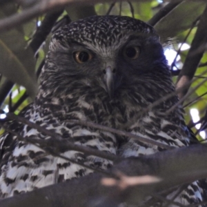 Ninox strenua at Acton, ACT - suppressed