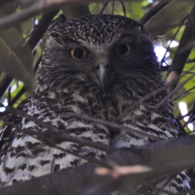 Ninox strenua (Powerful Owl) at ANBG - 18 Aug 2017 by JohnBundock