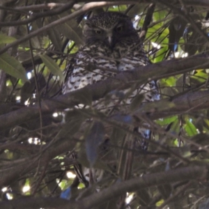 Ninox strenua at Acton, ACT - suppressed