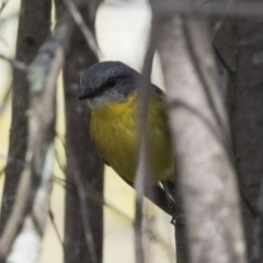 Eopsaltria australis (Eastern Yellow Robin) at Woodstock Nature Reserve - 16 Aug 2017 by Alison Milton