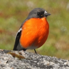 Petroica phoenicea (Flame Robin) at Paddys River, ACT - 18 Aug 2017 by JohnBundock