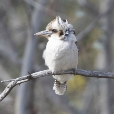 Dacelo novaeguineae (Laughing Kookaburra) at Belconnen, ACT - 16 Aug 2017 by Alison Milton