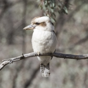 Dacelo novaeguineae at Belconnen, ACT - 17 Aug 2017