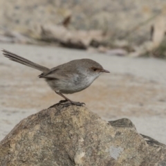 Malurus cyaneus (Superb Fairywren) at Belconnen, ACT - 17 Aug 2017 by Alison Milton