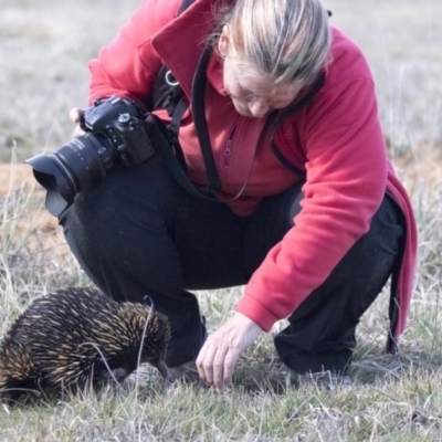 Tachyglossus aculeatus (Short-beaked Echidna) at Belconnen, ACT - 17 Aug 2017 by AlisonMilton