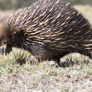 Tachyglossus aculeatus at Belconnen, ACT - 17 Aug 2017