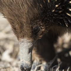 Tachyglossus aculeatus at Belconnen, ACT - 17 Aug 2017