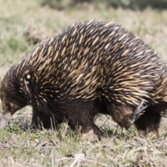 Tachyglossus aculeatus at Belconnen, ACT - 17 Aug 2017