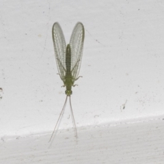 Mallada sp. (genus) (Green lacewing) at Higgins, ACT - 15 Aug 2017 by AlisonMilton