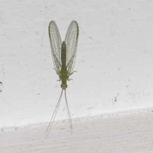 Mallada sp. (genus) at Higgins, ACT - 15 Aug 2017