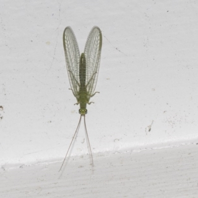 Mallada sp. (genus) (Green lacewing) at Higgins, ACT - 15 Aug 2017 by AlisonMilton