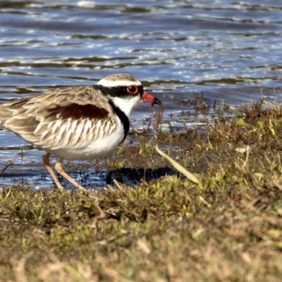 Charadrius melanops (Black-fronted Dotterel) at Ngunnawal, ACT - 17 Aug 2017 by Alison Milton