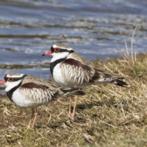 Charadrius melanops at Ngunnawal, ACT - 18 Aug 2017