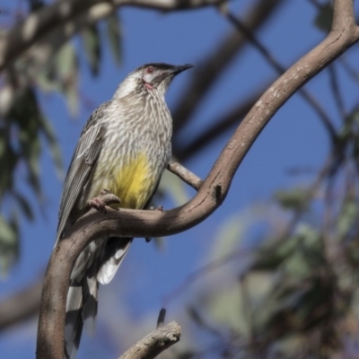 Anthochaera carunculata (Red Wattlebird) at Higgins, ACT - 13 Aug 2017 by Alison Milton