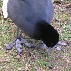 Fulica atra (Eurasian Coot) at Lake Tuggeranong - 17 Aug 2017 by MatthewFrawley