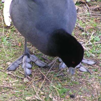 Fulica atra (Eurasian Coot) at Lake Tuggeranong - 17 Aug 2017 by MatthewFrawley