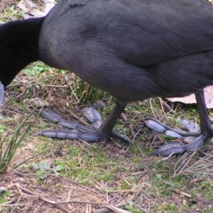 Fulica atra at Greenway, ACT - 17 Aug 2017 12:44 PM