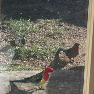 Platycercus eximius at Royalla, NSW - 19 Aug 2017 08:40 AM