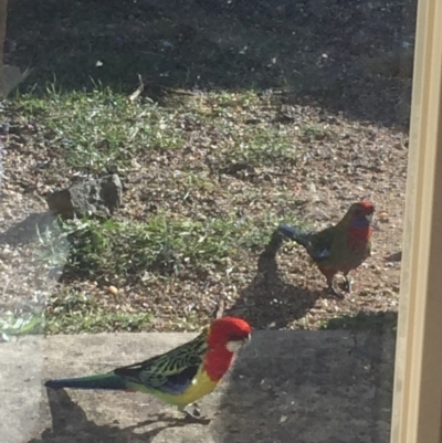 Platycercus eximius (Eastern Rosella) at Royalla, NSW - 18 Aug 2017 by Quantumcat