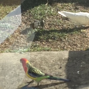 Platycercus eximius at Royalla, NSW - 19 Aug 2017 08:40 AM