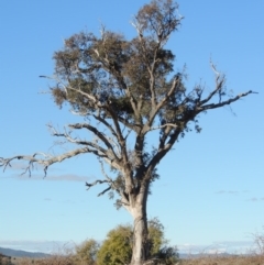 Eucalyptus blakelyi (Blakely's Red Gum) at Denman Prospect, ACT - 2 Aug 2017 by michaelb