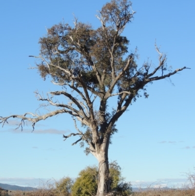 Eucalyptus blakelyi (Blakely's Red Gum) at Denman Prospect, ACT - 2 Aug 2017 by MichaelBedingfield