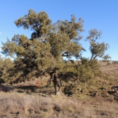 Casuarina cunninghamiana subsp. cunninghamiana (River She-Oak, River Oak) at Molonglo River Reserve - 2 Aug 2017 by michaelb