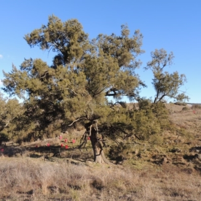 Casuarina cunninghamiana subsp. cunninghamiana (River She-Oak, River Oak) at Molonglo River Reserve - 2 Aug 2017 by michaelb