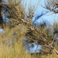 Casuarina cunninghamiana subsp. cunninghamiana at Molonglo River Reserve - 2 Aug 2017 06:28 PM