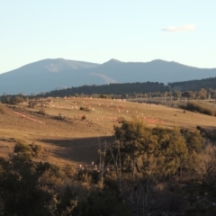Casuarina cunninghamiana subsp. cunninghamiana at Molonglo River Reserve - 2 Aug 2017 06:28 PM