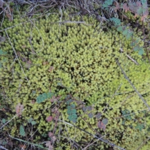 Bartramiaceae at Molonglo River Reserve - 2 Aug 2017 06:04 PM